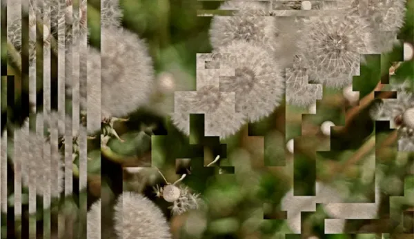 Digitally distorted close up photo of dandelion heads