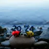 Image of ladybugs sitting on pebbles in a river, holding the date 2024